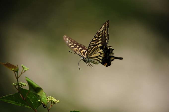 お盆帰省時のお墓参りにアゲハ蝶を毎年見るけど どんな意味があるの みんなの夏休み